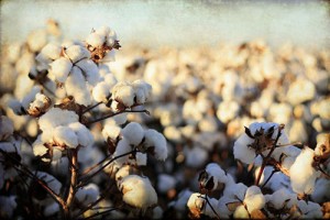 2001 - Pioneer organic cotton growth in Pakistan in fields of lower Sind & Balochistan
